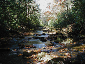 Bradley Creek