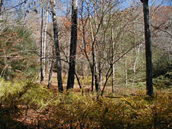 Open Areas along Bradley Creek Trail