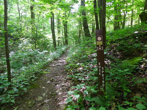 Buck Spring Trail