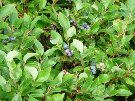 LOTS of blueberries!