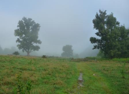 Early Morning Fog along Overmountain Trail