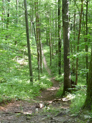 Coontree (Coon Tree) Trail in Pisgah National Forest