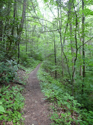 Coontree Trail / Coon Tree Trail