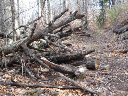 Remains of one of many downed trees