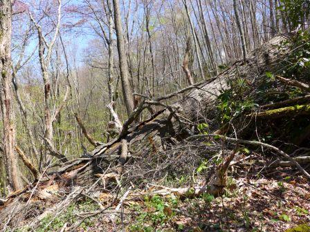 Downed tree along an old logging road on Fork Mountain