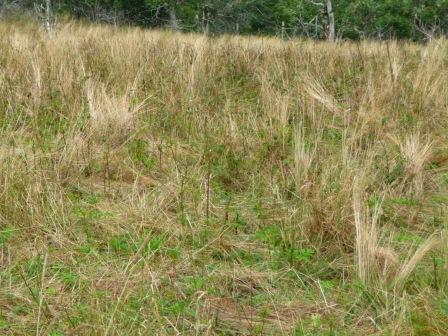 Area on Roan Mountain after goats have grazed