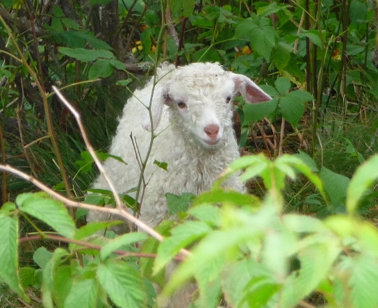 One of the baby goats living through the summers on the Roan Mountain Balds