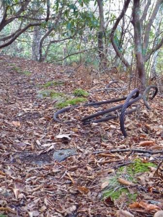 Old cables still visible along the trail