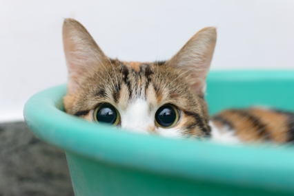 Shy/Embarrased Kitty, photo by TungCheung, from Shutterstock