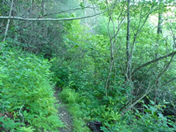 Alternate South Mills River Trail